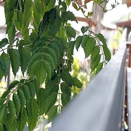 호텔 Limon 2 *